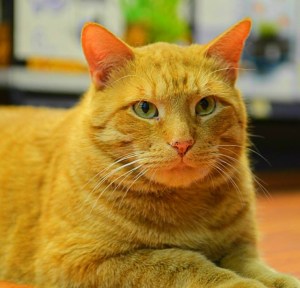 The ever so regal Tigger