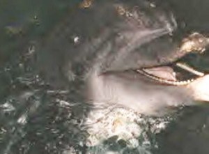 Duke, possibly one of the oldest dolphins to survive in captivity in North America, resided at Marineland in Niagara Falls, Ontario. Efforts to have him live his final years in a cove in Florida failed.