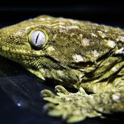 niagara  parks reptile one