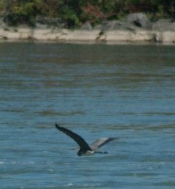 A blue heron soars over Beaverdams Creek, a water system some Niagara municipal politicians feel should be included in Greenbelt. Photo courtesy of Jim Vanderhoek