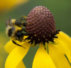 A pollinating bee at work for our food supply and other plants that make our world healthy and wonderful. Why won't the Harper government join  Ontario and ther provinces in protecting them from possible extinction?