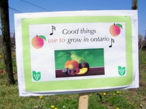 Sign put up by west St. Catharines peach farmer going out of business. File photo by Doug Draper