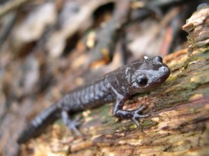 The Blue Salamander, one of many native Niagara reptiles vital to a health web of life for everyone up to we humans, is a continuous victim of low-density urban sprawl paving over its habitat