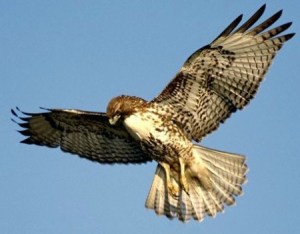 A Red-Tail Hawk circles in the air shafts above the Niagara Escparpment. File photo courtesy of the NPCA