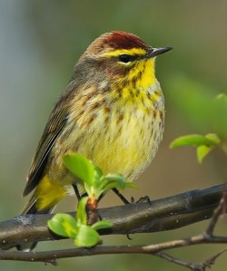 Palm Warbler (Timothy McIntyre)