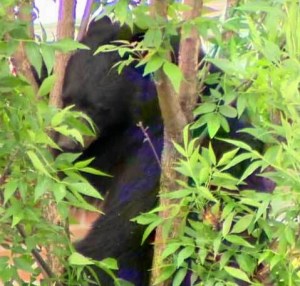 The Newmarket black bear, moments before it tried climbing down the tree and was shot to death for, so far, harming no one!