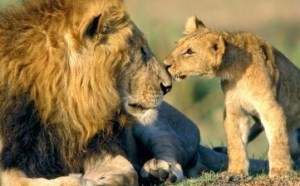 Cecil having a moment with one of his cubs