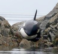 This desperate whale, stuck on the shoals of B.C., is back with her pod thanks to some human friends