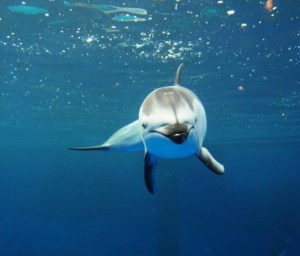 Dolphin in captivity. Photo accompanied Zoocheck news release on proposed Ontario marine mammal protection standards