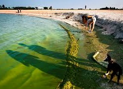 Algae swamping stretches of Lake Erie shoreline, rendering them unsuitable for bathing and often for walking due to the stench., 
