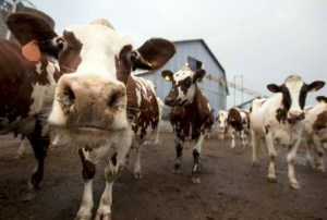 Don't add hormones to the milk of these Canadian cows