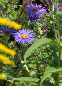 A crop of floweing Aster near the banks of the creek. Photo courtesy of The Nature Conservancy