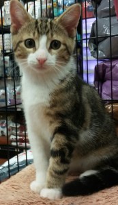 Byron is purring for the right person to settle down with.