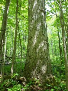A view inside one of Niagara, Ontario's forested wetland areas - areas that conservationist John Bacher believes are getting the short end in Niagara Region's current planning process.