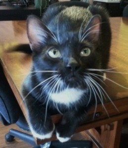 Marshall is waiting for a friendly home