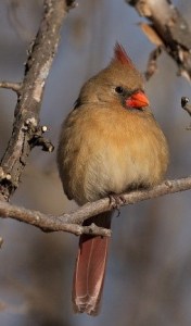 Northern Cardinal. Photo by Missy Mandel, Ontario Nature.