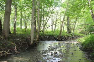 Another view of forest and Eighteenmile Creek that is now under public domain thanks to the efforts environmental groups in Erie County, New York. Photo courtesy of Buffalo Niagara Riverkeeper
