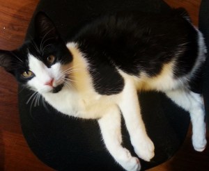 Zuki is looking for a life-long pal