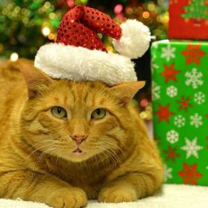 Tigger the Cat. Photo courtesy of Joe Krawchuk at Pet Valu Thorold in Niagara, Ontario.