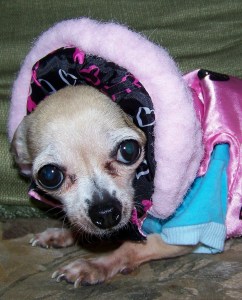 Our mascot Pinky may look a little too bundled up given how mild it has been so far this winter. But she's up for a visit from Florida, and by Sunshine State standards it's a bit ch-, ch-, chilly in these climes for a pint-size chiwawa.