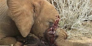 The mutilated remains of an elephant, killed for its tusks.