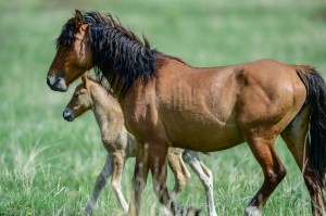 Photo by Duane Starr posted with this call for urgent action on Zoocheck Canada website