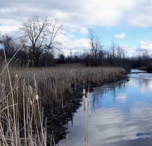 Only about 10 to 15 per cent of Niagara's wetlands - vital to the survival of many birds, fish and other wildlife - remain in Niagara and a regional 'Conservation Authority" is now looking at "offsetting" to make way for development. Photo by Doug Draper