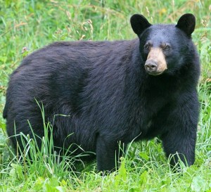 black bear