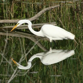 A great egret. One of Ontario wetlands' many wild inhabitants. Photo by Danny Correla