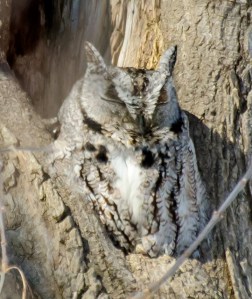 A Grey Screech Owl spotted on a previous tour. Photo courtesy of Niagara Nature Tours