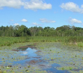 A wetland in southern Ontario - In Niagara, Ontario, the Region Government's Conservation Authority is targeting them for developement