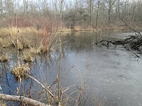 Don't let the Niagara Peninsula Conservation use something called "biodiversity offsetting" to decimate what is left of Niagara's natural wetlands.