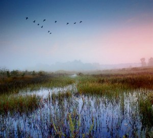 best wetland at dusk