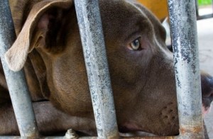 One of the more than 30 dogs awaiting their fate. Niagara Falls, Ontario MPP Wayne Gates Is calling on the provincial government to spare them.