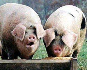 Demand that they pay their fair share to keep this great nation called Canada prosperous for everyone.