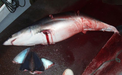 You want Shark Fin Soup? It starts with hunters cutting fins off the sharks while they are alive, then throwing the creature back in the sea to drown. Calling this a centuries old cultural tradition is no excuse for this cruelty and destruction of one of the world's most magnificent and mysterious ocean creatures.