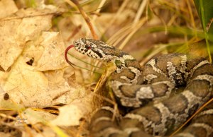 Milksnake. Photo by Marilyn Jansen, Courtesy of Ontario Nature