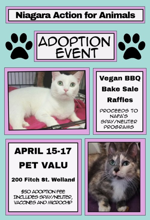 NAfA Adoption Event_Pet Valu_2016 (2)