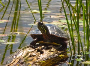Painted Turtle - Photo by Jason King, Courtesy of Ontario Nature