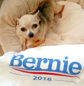 Our NAL mascot is barking for Bernie! She wants all of her Western New York friends and neighbours to vote for him.