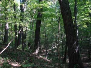 Inside a typical tract of dry forest somewhere in Ontario where many species vital to the web of life on our planet need to survive.