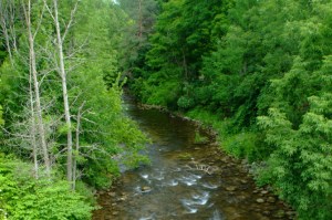 A streem running through a wooded area in Ontario's Greenbeilt. Photo courtesy of Ontario Nature