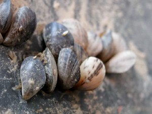Quagga Mussels - now more commonly known as zebra mussels - entered the Great Lakes some 30 years ago in the ballast of overseas ships and have done untolled damage to municipal and industrial water intake pipes and other underwater infrastructure, and to the Great Lakes fishery. Photo by Dave Britton, U.S. Fish and Wildlife Service