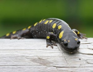 Consultants for the Thundering Waters/Paradise community project planned for hundreds of acres of wetlands and forest appear to have little knowledge of the behavior and importance of spotted salamanders on the land they want to develop.
