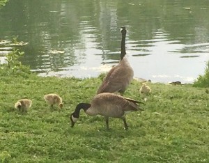 A family of Canada geese in Niagara, Ontario community of Port Dalhousie. Photo courtesy of Niagara Action for Animals