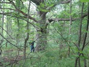 A giant white oak tree in the Thundering Waters forest area targeted for residential and commercial development in Niagara Falls, Ontario