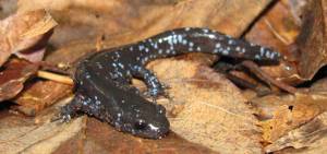 The Blue-spotted Salamander is one of the many valuable species that inhabit this area.