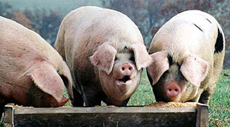 If we are not going to reform or abolish the Canadian Senate, then let the pig fest go on and move on to something else
