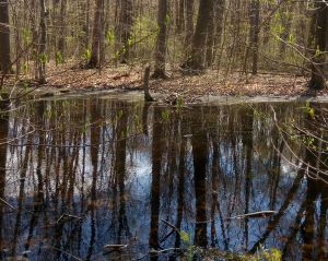Thundering Waters forest and wetland tract targeted for 'Paradise' development scheme