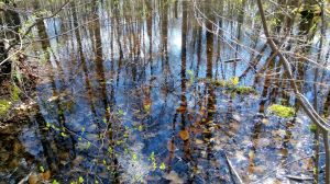 A provincially significant wetland in Niagara Falls, pegged for wholesale destruction by the Niagara Peninsula Conservation Authority under the guise of a "biodiversity offsetting" scheme.